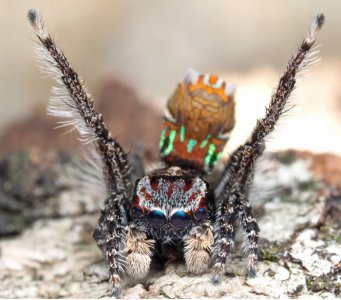 ​《Zootaxa》：澳洲发现七种新的色彩斑斓的微型孔雀蜘蛛
