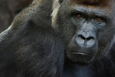 ​世界首例：美国加州圣地牙哥野生动物园三只西部低地大猩猩检测出COVID-19阳