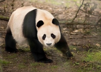 ​旅居英国爱丁堡动物园大熊猫“阳光”多次遭通电围栏电击 引起中国网民愤怒