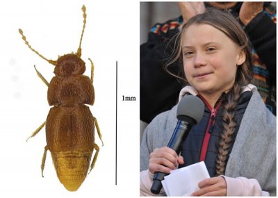 ​英国自然历史博物馆新甲虫以16岁瑞典少女通贝里的名字命名Nelloptodes greta