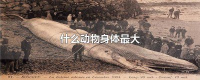 ​体型较大的动物是什么生肖 身体大的生肖