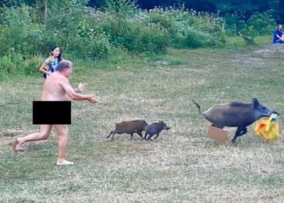 ​德国首都柏林大区魔鬼湖湖畔野猪偷手提电脑 天体浴男子裸奔追猪