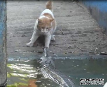 ​猫咪大战鳄鱼 持续“两巴掌”扇向鳄鱼