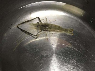 ​大眼贼是什么动物（日本沼虾为什么会被叫做大眼贼）