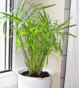 有哪些适合室内种植的耐阴植物