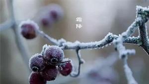 生活霜降节气吃什么水果最好  1