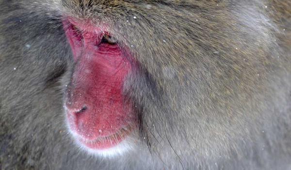 生活nhk听力下载 NHK简单日语听力  1