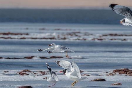 生活蓝天飞虹是什么生肖（蓝天飞虹与哪些动物有关）  1
