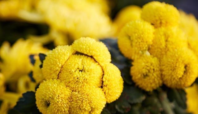 生活清明节10首最感人的《悼亡诗》，缅怀亲人，每一首都是千古名篇！  1