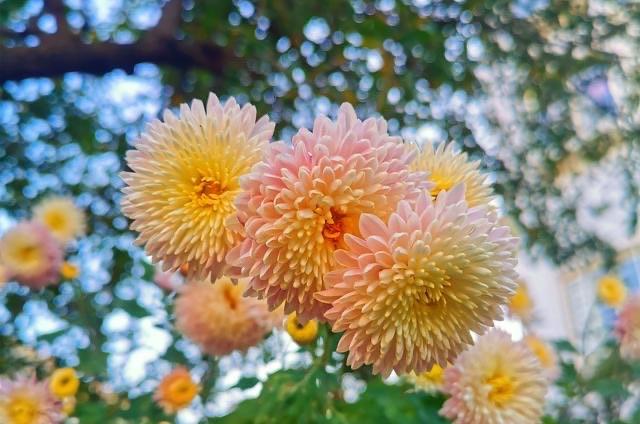 生活清明节10首最感人的《悼亡诗》，缅怀亲人，每一首都是千古名篇！  6