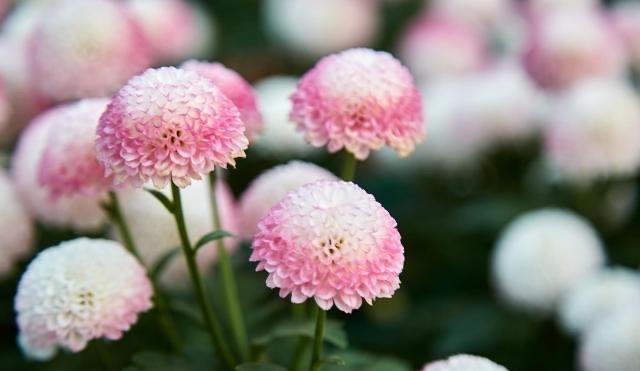 生活清明节10首最感人的《悼亡诗》，缅怀亲人，每一首都是千古名篇！  3