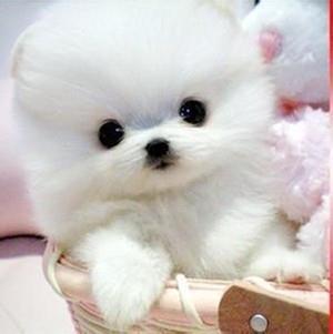 女人微信头像心理学5