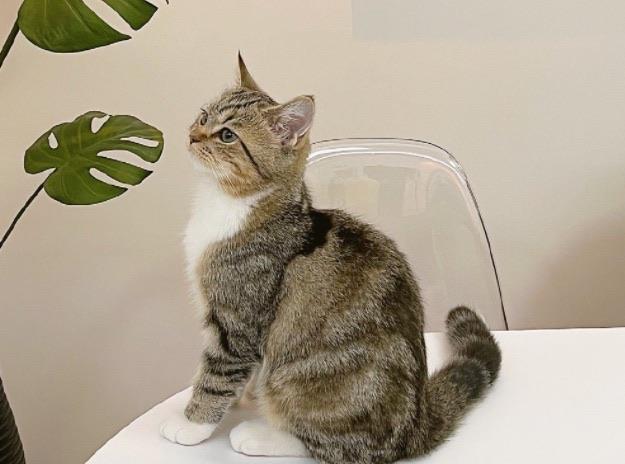 生活流浪猫会羡慕家猫吗 应该怎样对待流浪猫  1