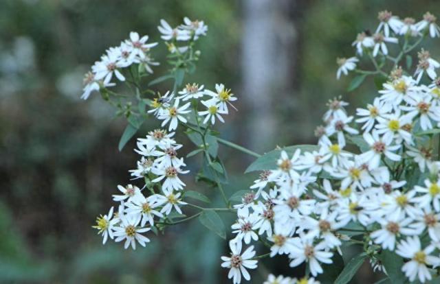 生活清明节：五人不去上坟，上坟祸事临门  1
