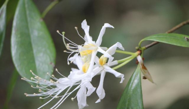生活清明节：五人不去上坟，上坟祸事临门  2