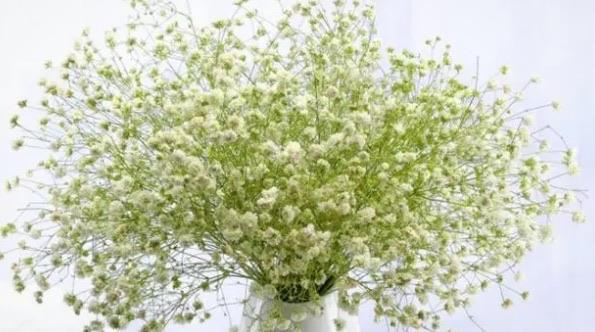 生活花语最浪漫的十大花朵(满天星代表纯真浪漫)  2