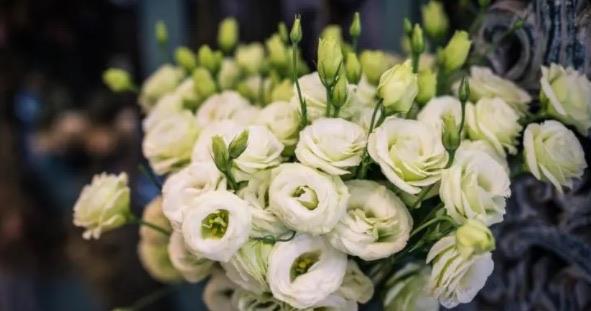 生活花语最浪漫的十大花朵(满天星代表纯真浪漫)  4