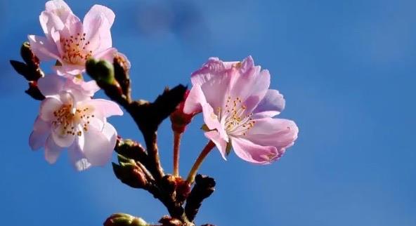 生活花语最浪漫的十大花朵(满天星代表纯真浪漫)  3