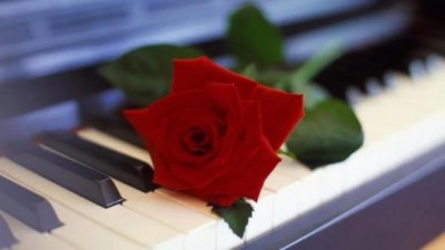 ​花语最浪漫的十大花朵（满天星代表纯真浪漫）