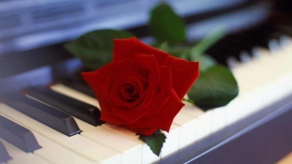 生活花语最浪漫的十大花朵(满天星代表纯真浪漫)  1