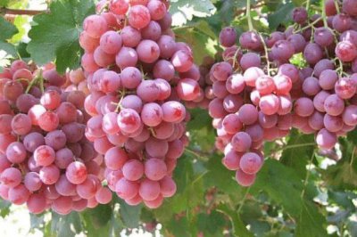 ​红提子上火吗 红提上火还是去火