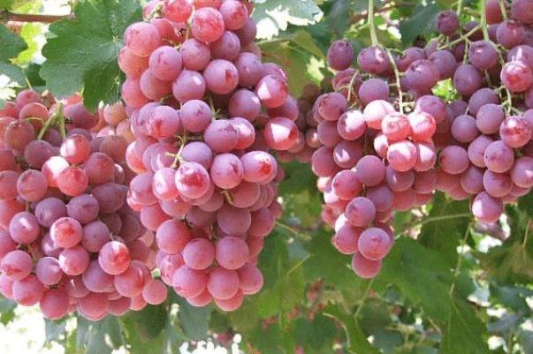 生活红提子上火吗 红提上火还是去火  1