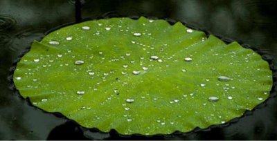 ​大珠小珠落玉盘全诗