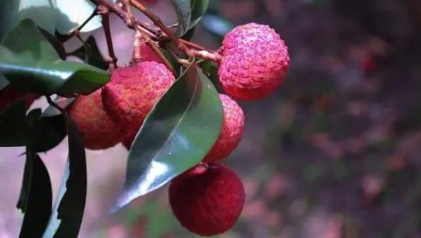 生活世界十大高档水果排名(第九种大部分人没见过)  3