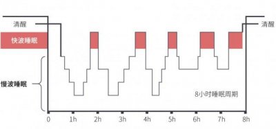 ​根据人脑电波可将睡眠分为哪两种