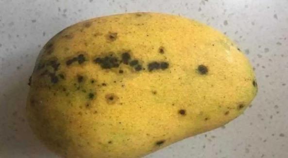 生活芒果有黑点是什么原因(有黑点了吃了会怎么样)  3