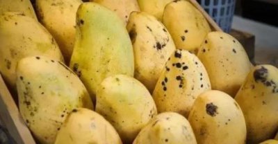 ​芒果有黑点是什么原因（有黑点了吃了会怎么样）