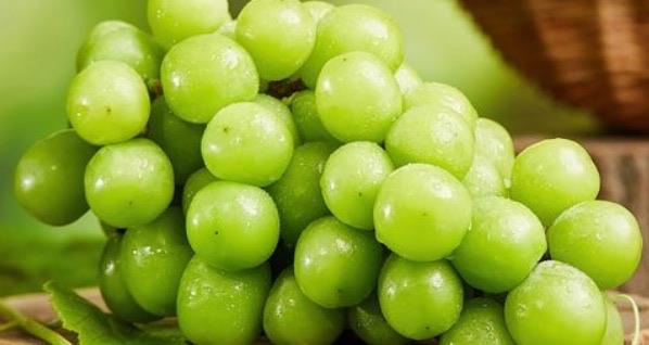 生活未来十大暴利种植项目(阳光玫瑰葡萄上榜了)  2