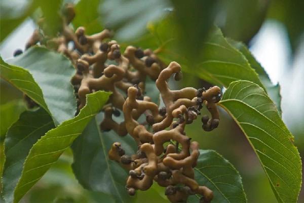 生活拐枣多少钱一斤 拐枣是水果吗  3