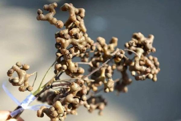 生活拐枣多少钱一斤 拐枣是水果吗  1