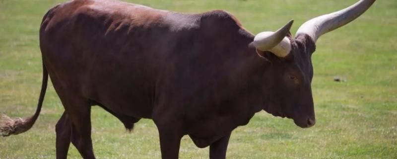 生活沙僧打一正确生肖  1