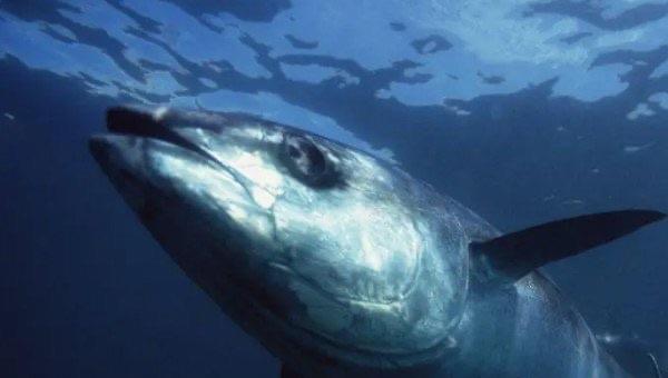 生活金枪鱼价格,金枪鱼哪个部位最贵 2