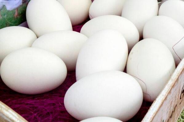 生活三种人不宜吃鹅蛋：痛风，肝炎，蛋白质过敏(一定要牢记)  1