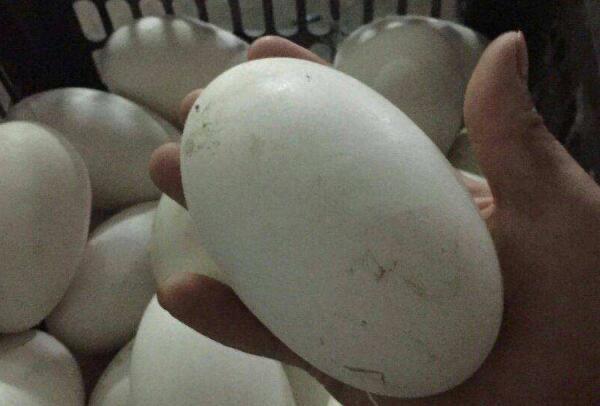 生活三种人不宜吃鹅蛋：痛风，肝炎，蛋白质过敏(一定要牢记)  3