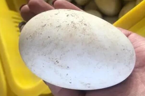 生活三种人不宜吃鹅蛋：痛风，肝炎，蛋白质过敏(一定要牢记)  2