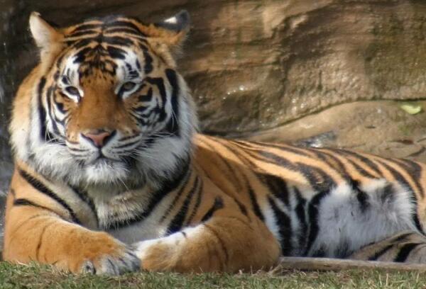 生活一言九鼎是什么生肖?是龙(会误以为是老虎)  2