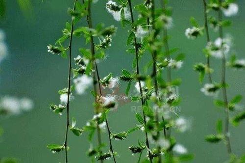 生活陌上柳絮（陌上柳絮倾城雪全诗意思）  1