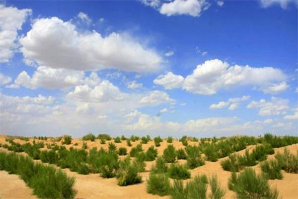 生活梭梭树怎么读,梭梭树读jun还是suo? 4