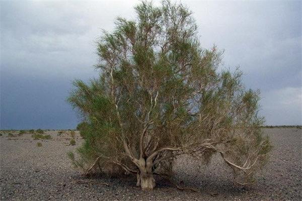 生活梭梭树怎么读,梭梭树读jun还是suo? 3