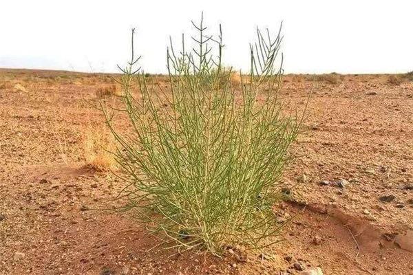 生活梭梭树怎么读,梭梭树读jun还是suo? 2