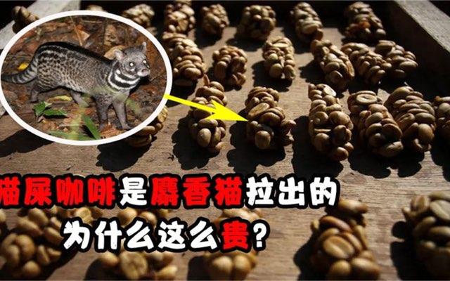 生活猫屎咖啡是怎么来的?猫屎咖啡的由来 1
