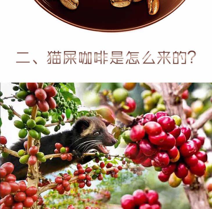 生活猫屎咖啡是怎么来的?猫屎咖啡的由来 2