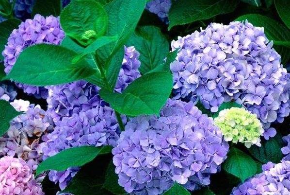 生活绣球花为什么又叫死人花：不叫死人花(别称为八仙花)  3