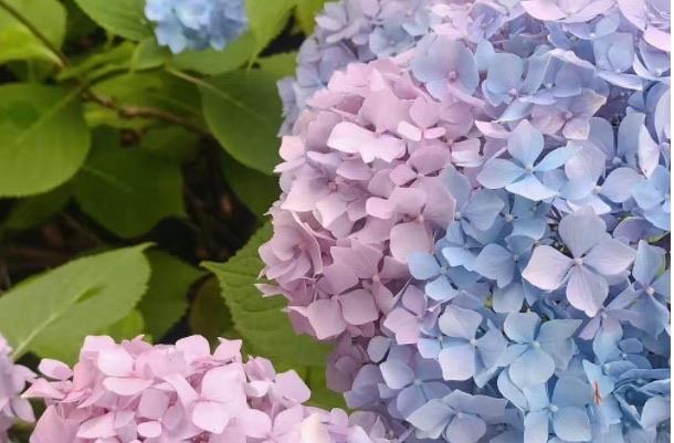 生活绣球花为什么又叫死人花：不叫死人花(别称为八仙花)  2