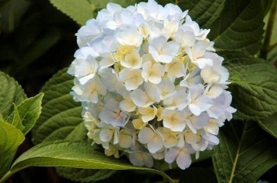 ​绣球花为什么又叫死人花：不叫死人花(别称为八仙花)