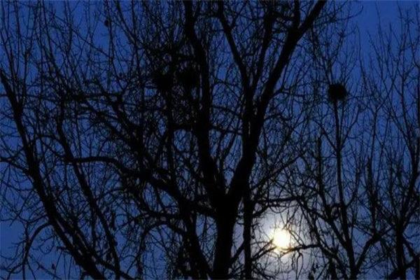 生活子时是几点到几点钟,晚上23点到1点(又称子夜) 2